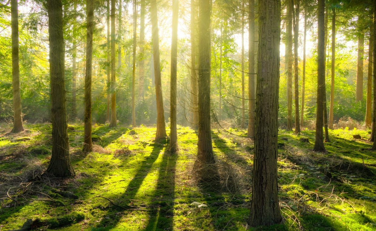 Trees in Irish <br> literature