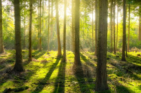 Trees in lrish literature